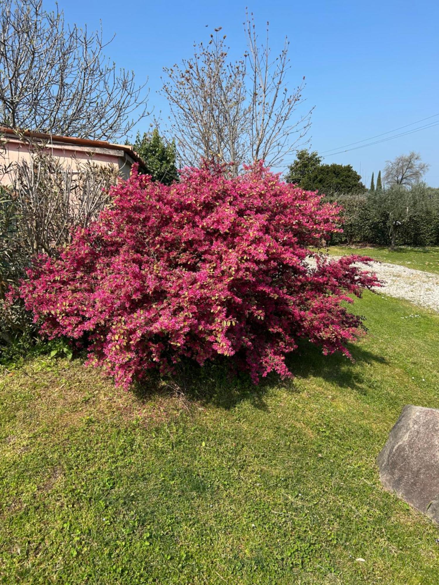 B&B Il Mio Casale Colà Exteriör bild